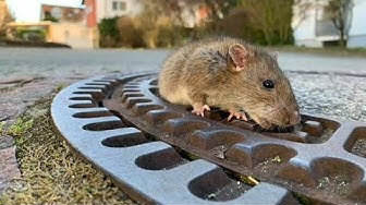 Allemagne : 8 pompiers et un vétérinaires pour sauver… un rat obèse !
